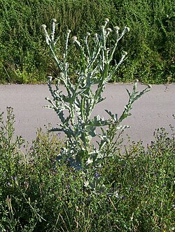 Scotch Cottonthistle