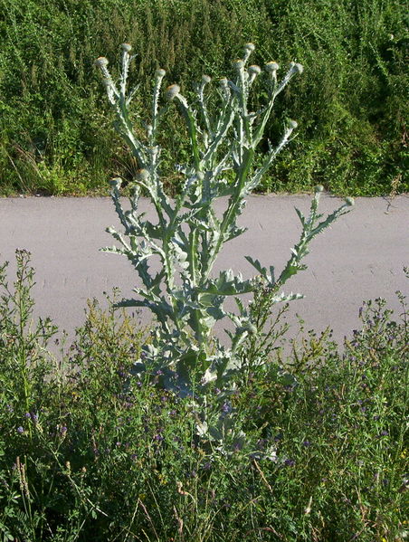 Scotch Cottonthistle