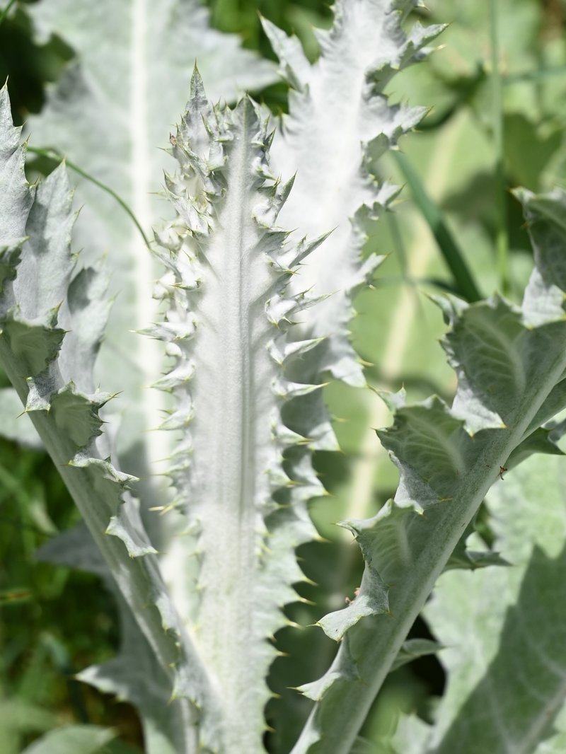 Scotch Cottonthistle photo 8