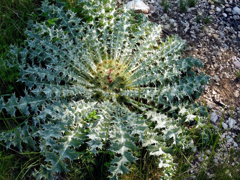 Stemless Thistle