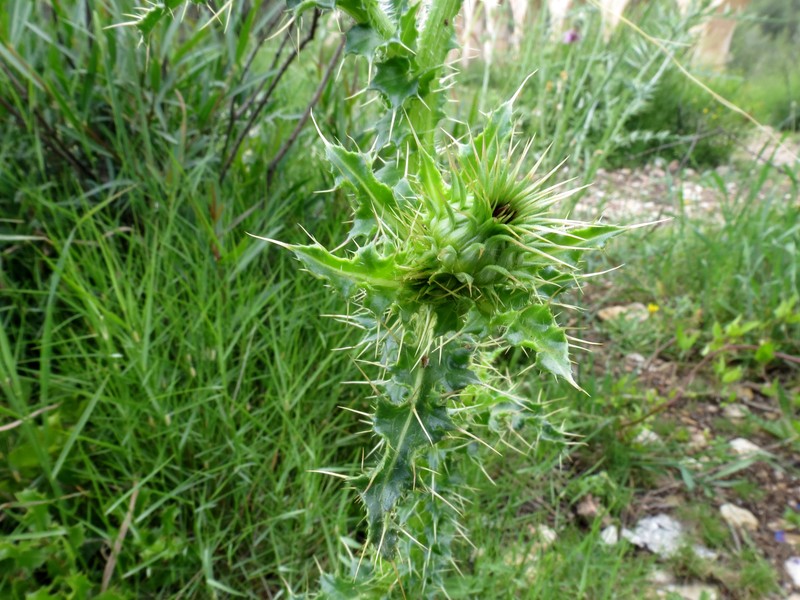 Illyrian Cottonthistle photo 2