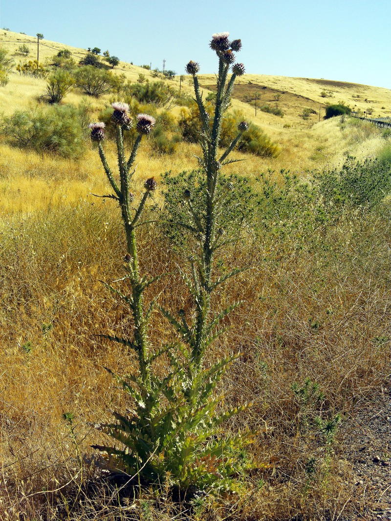 Illyrian Cottonthistle photo 3