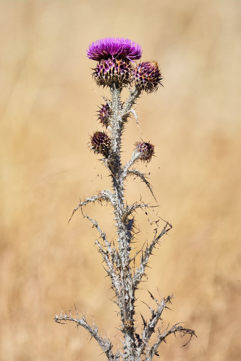 Illyrian Cottonthistle