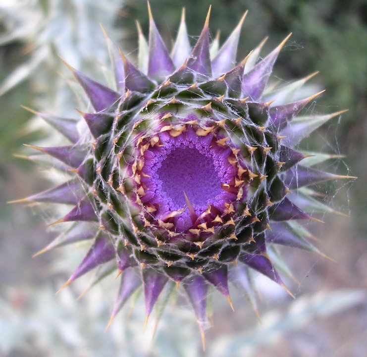 Illyrian Cottonthistle photo 4