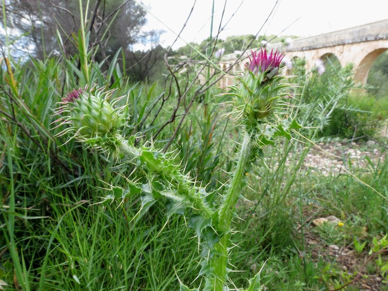 Illyrian Cottonthistle photo 5