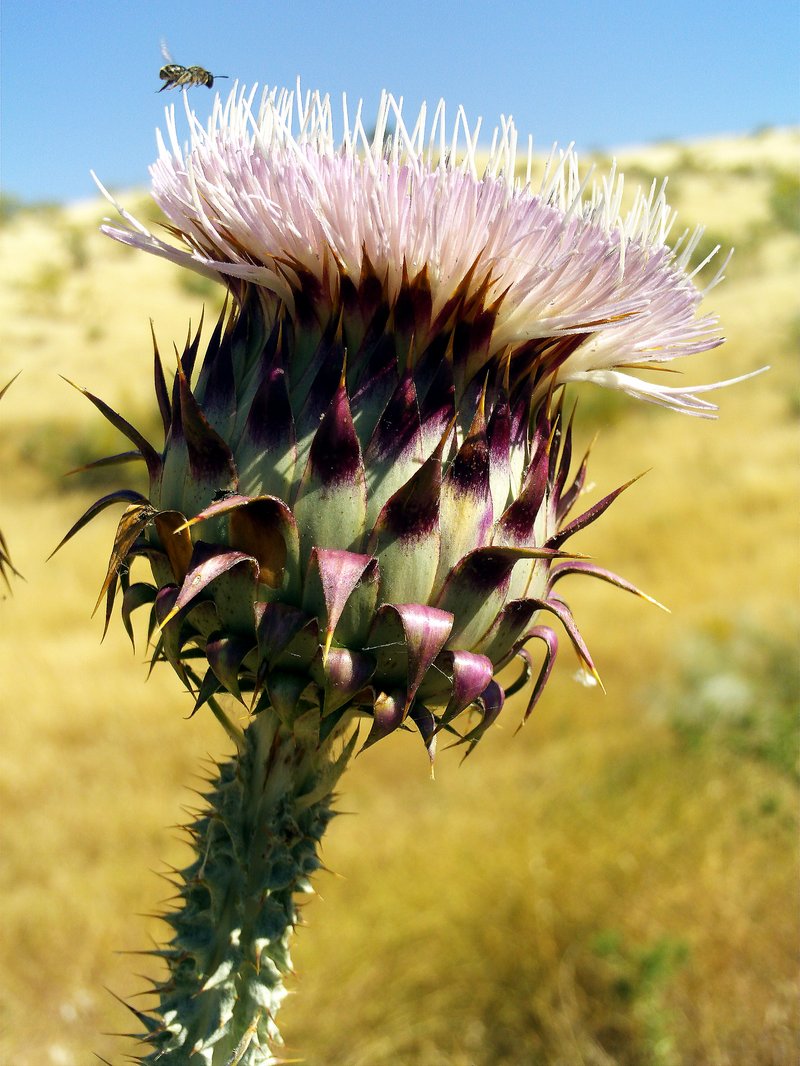 Illyrian Cottonthistle photo 6