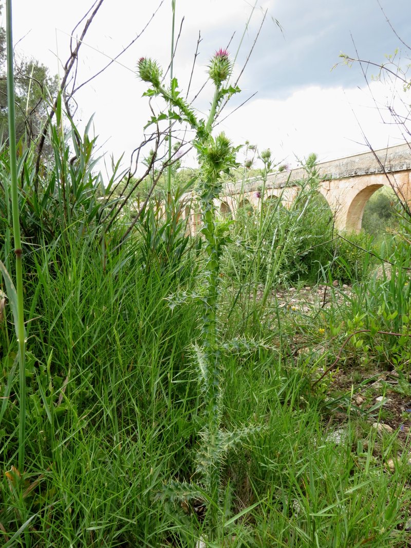 Illyrian Cottonthistle photo 7
