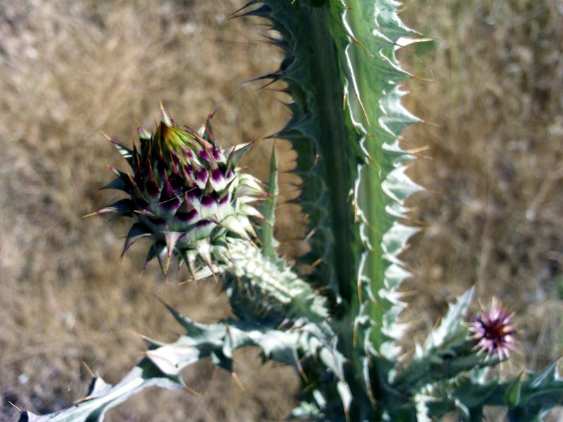 Illyrian Cottonthistle photo 8