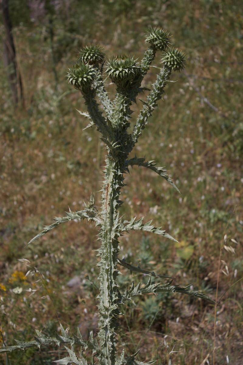 Bull Cottonthistle photo 4