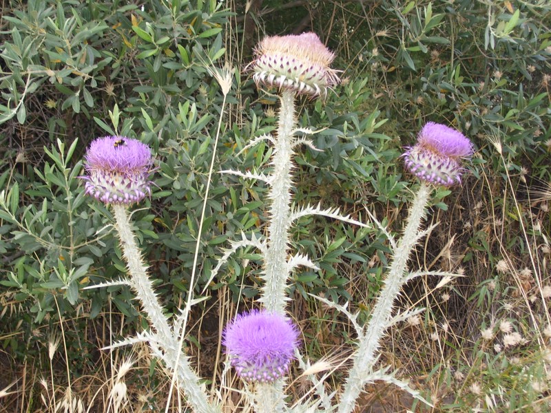 Bull Cottonthistle photo 5