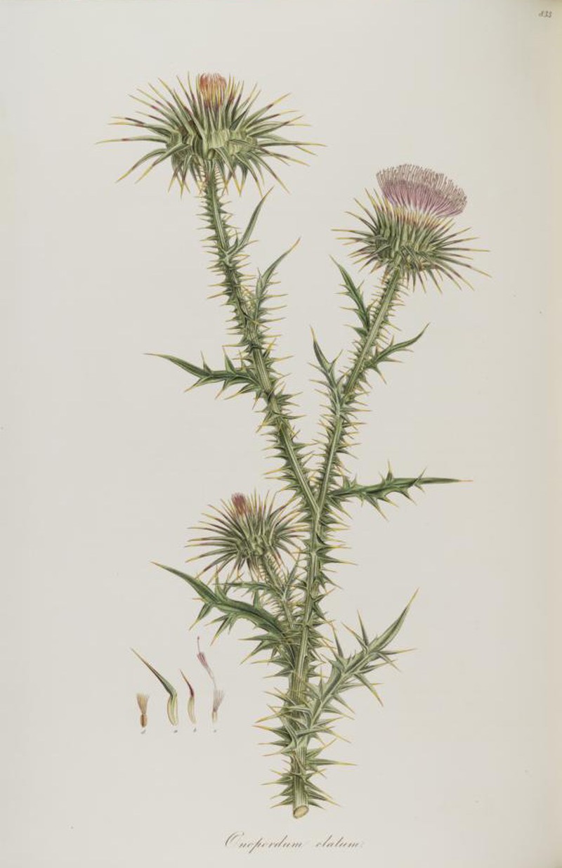 Bull Cottonthistle