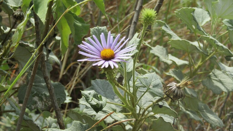 Onoseris acerifolia