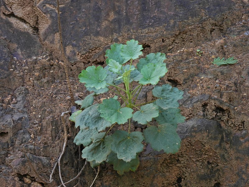 Onoseris acerifolia photo 2