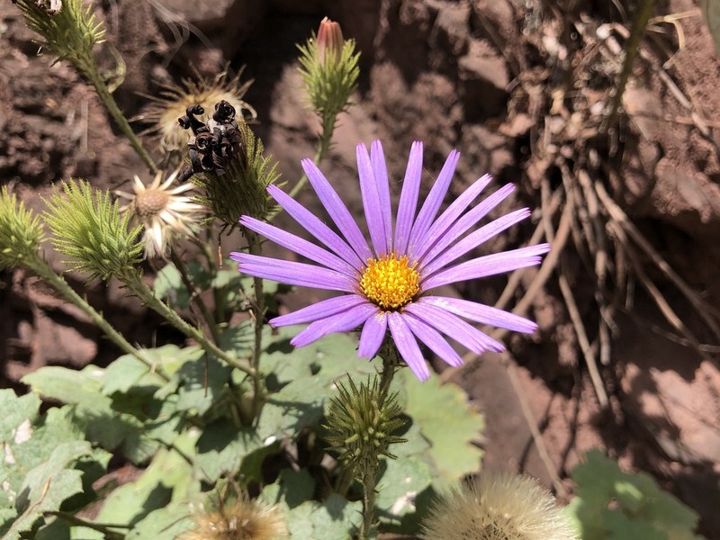 Onoseris acerifolia photo 3