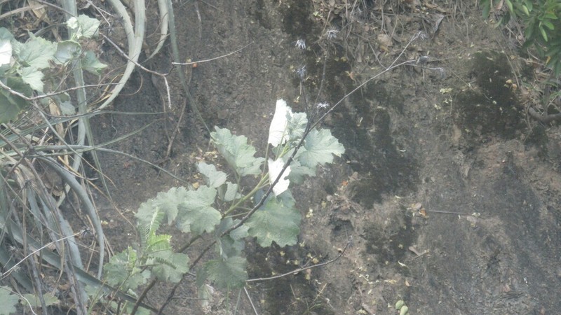 Onoseris acerifolia photo 4