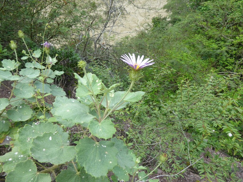 Onoseris acerifolia photo 5
