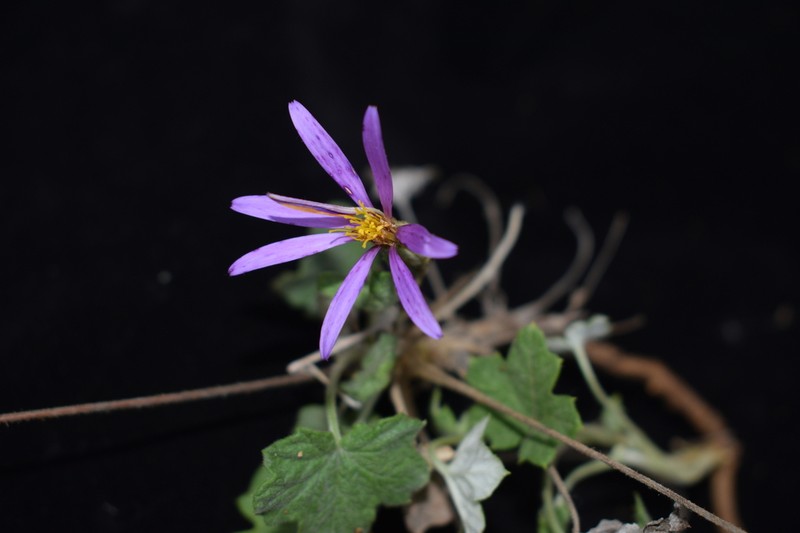 Onoseris acerifolia photo 6