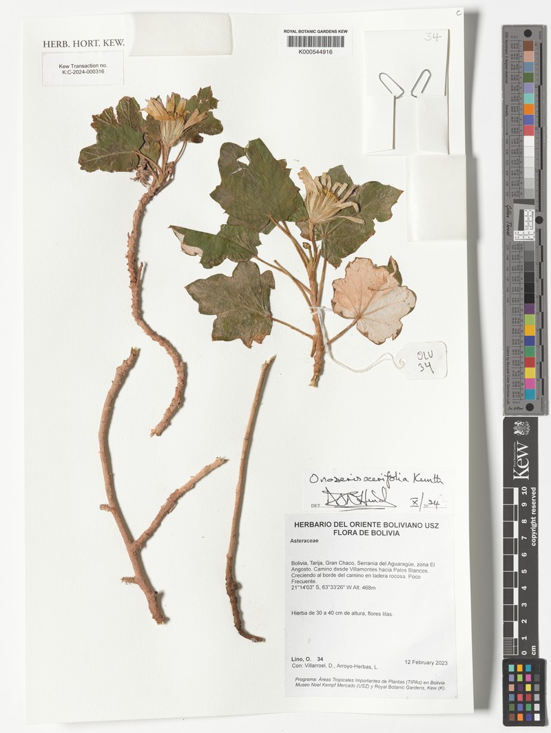 Onoseris acerifolia photo 7