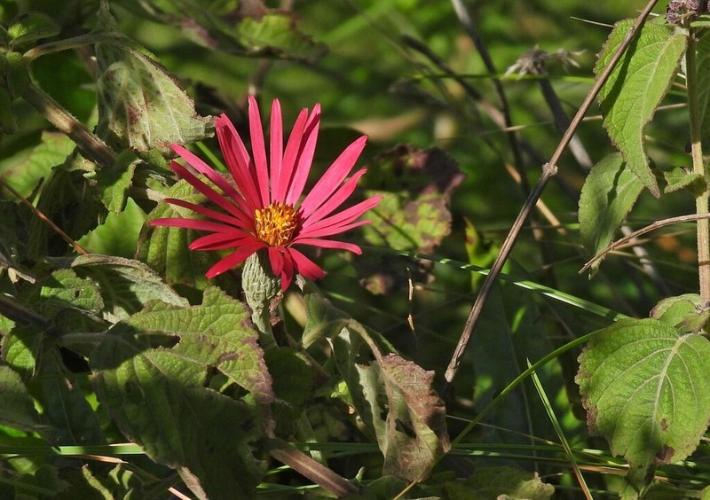 Onoseris alata