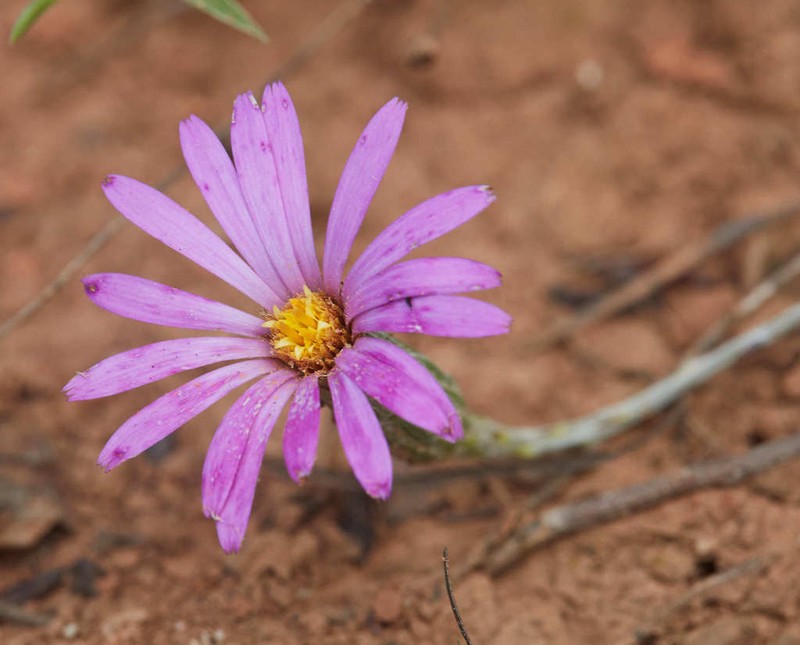 Onoseris alata photo 2