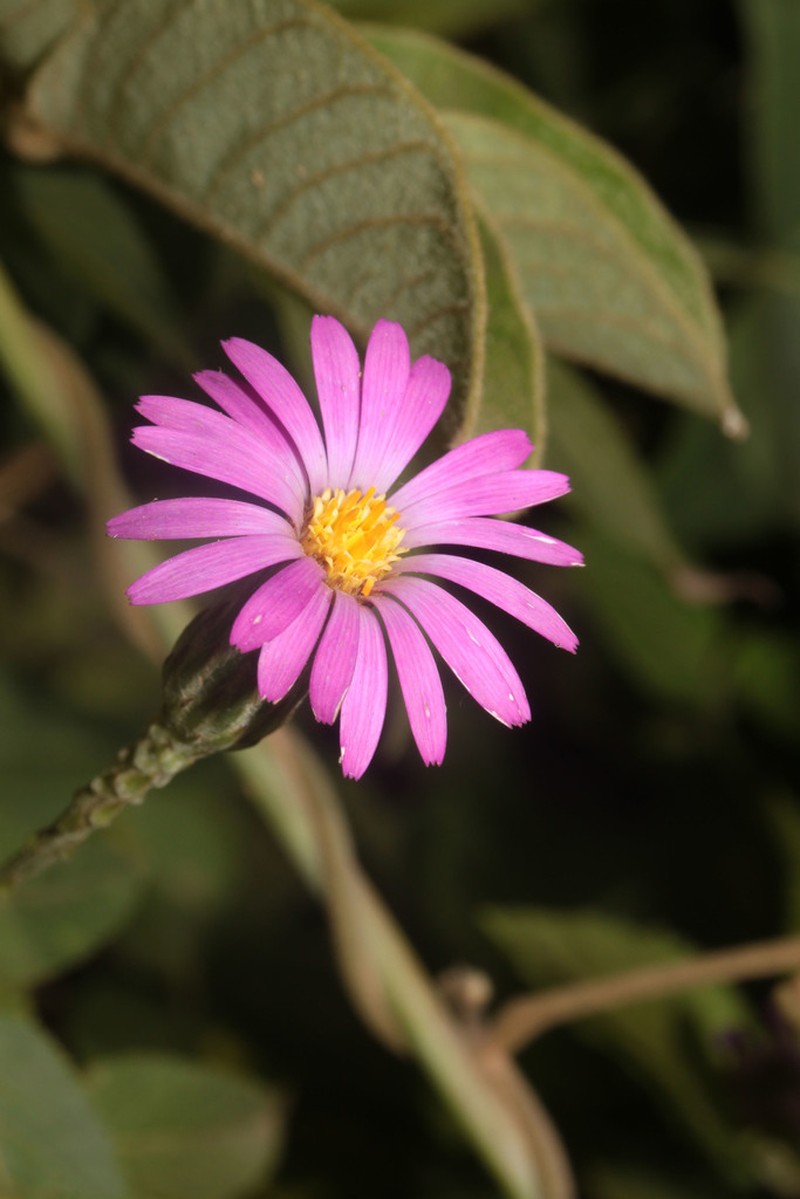 Onoseris alata photo 3