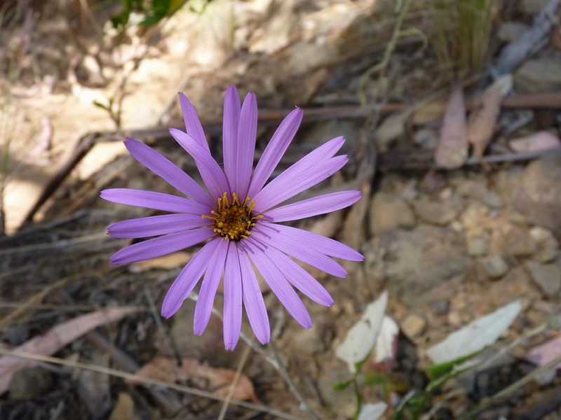 Onoseris alata photo 4