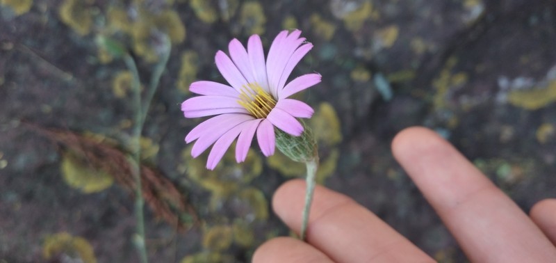 Onoseris alata photo 5