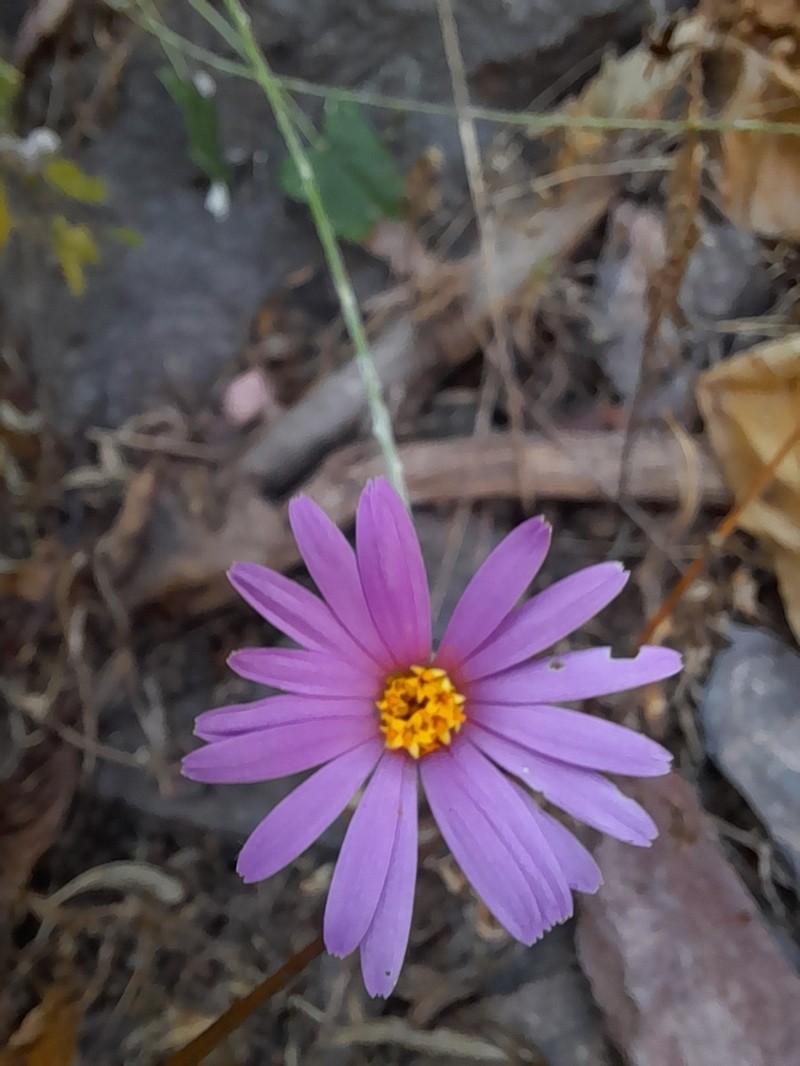 Onoseris alata photo 6