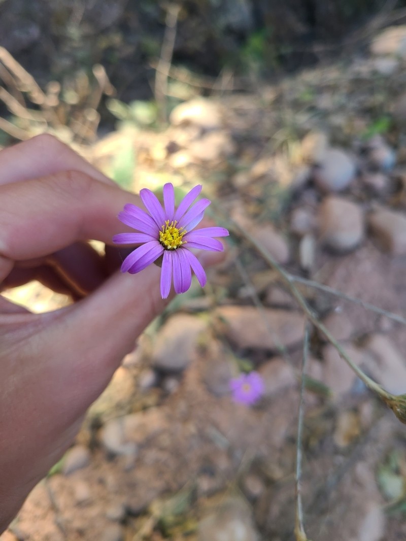 Onoseris alata photo 7
