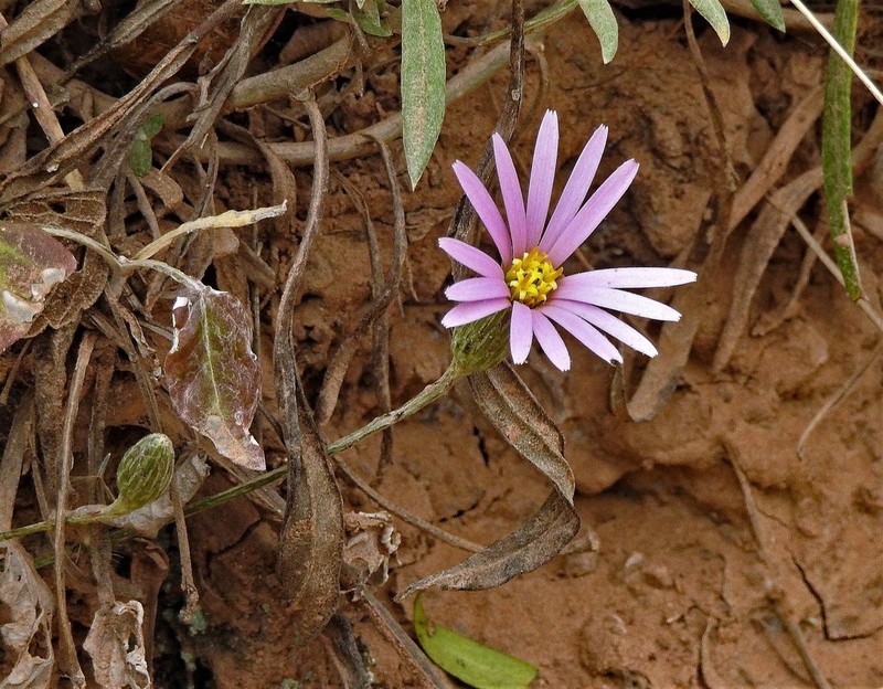 Onoseris alata photo 8