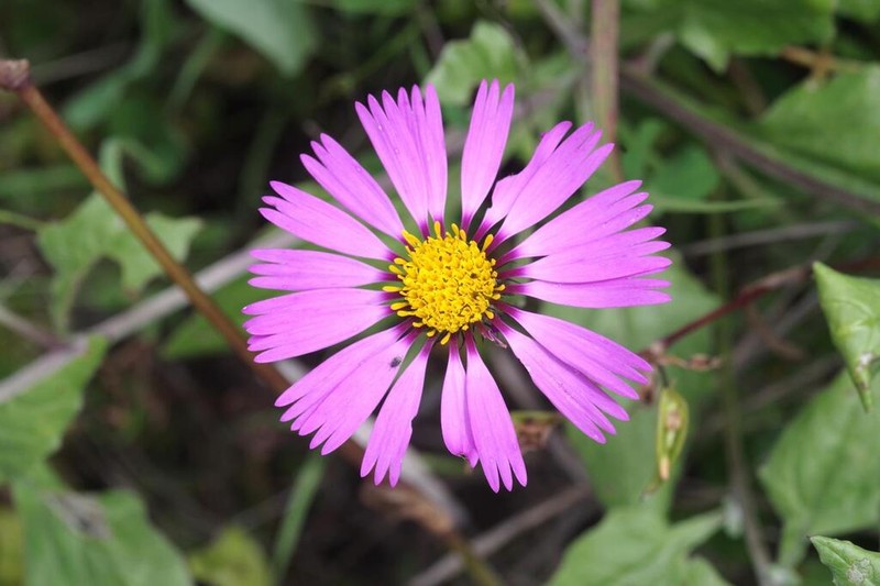 Onoseris albicans