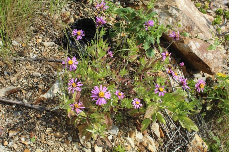 Onoseris albicans photo 2