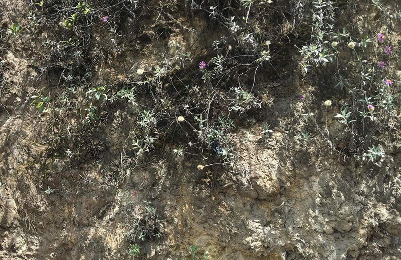 Onoseris albicans photo 3
