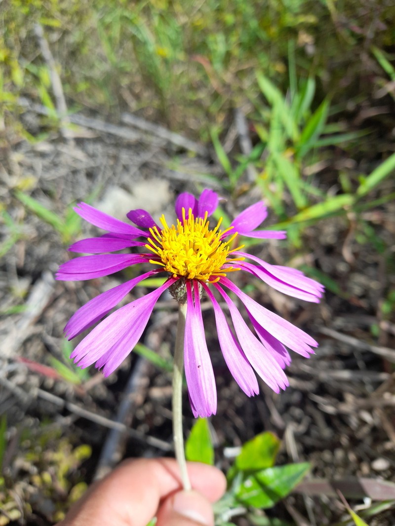 Onoseris albicans photo 4