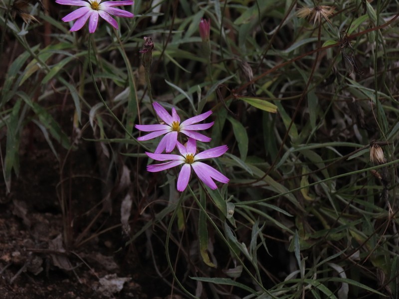 Onoseris albicans photo 5