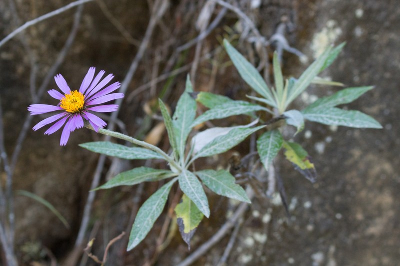 Onoseris albicans photo 6