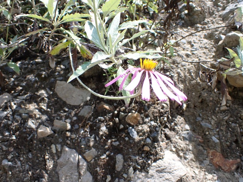 Onoseris albicans photo 7
