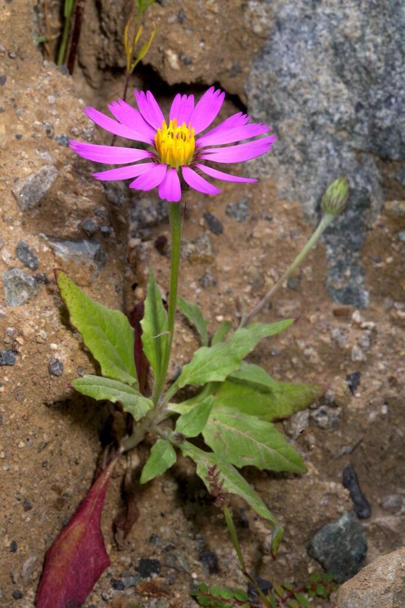 Onoseris albicans photo 8