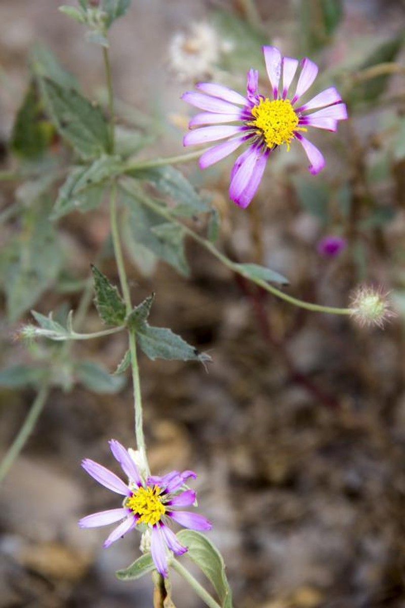 Onoseris amplexicaulis