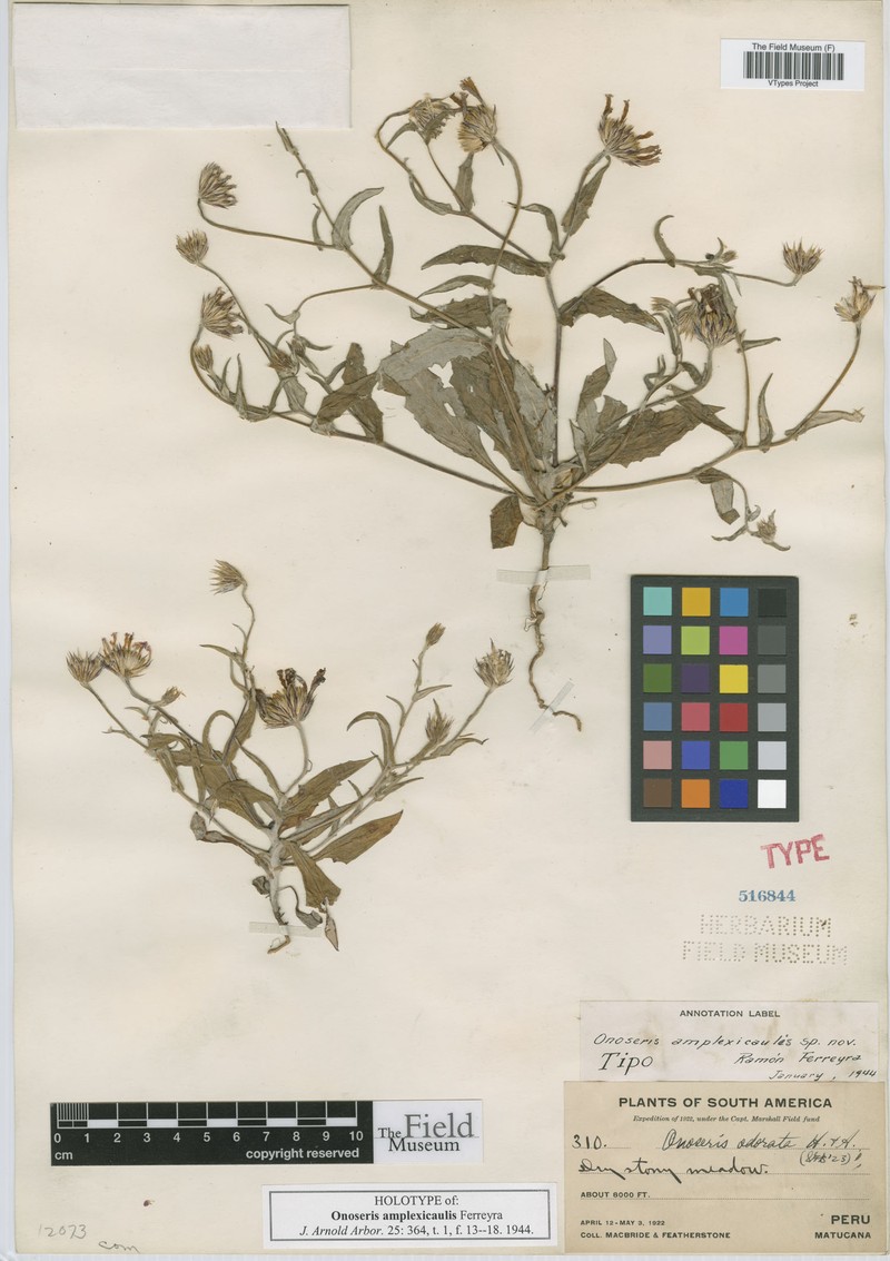 Onoseris amplexicaulis photo 2