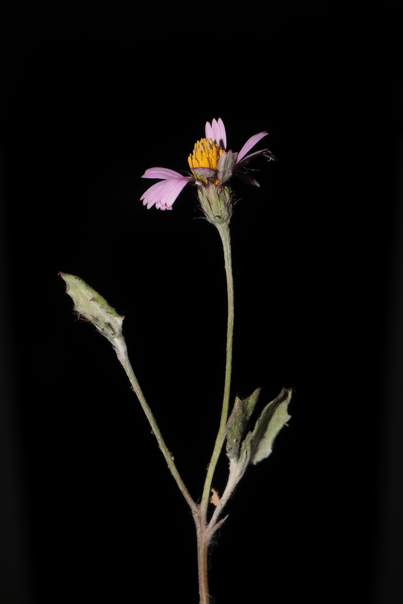 Onoseris annua