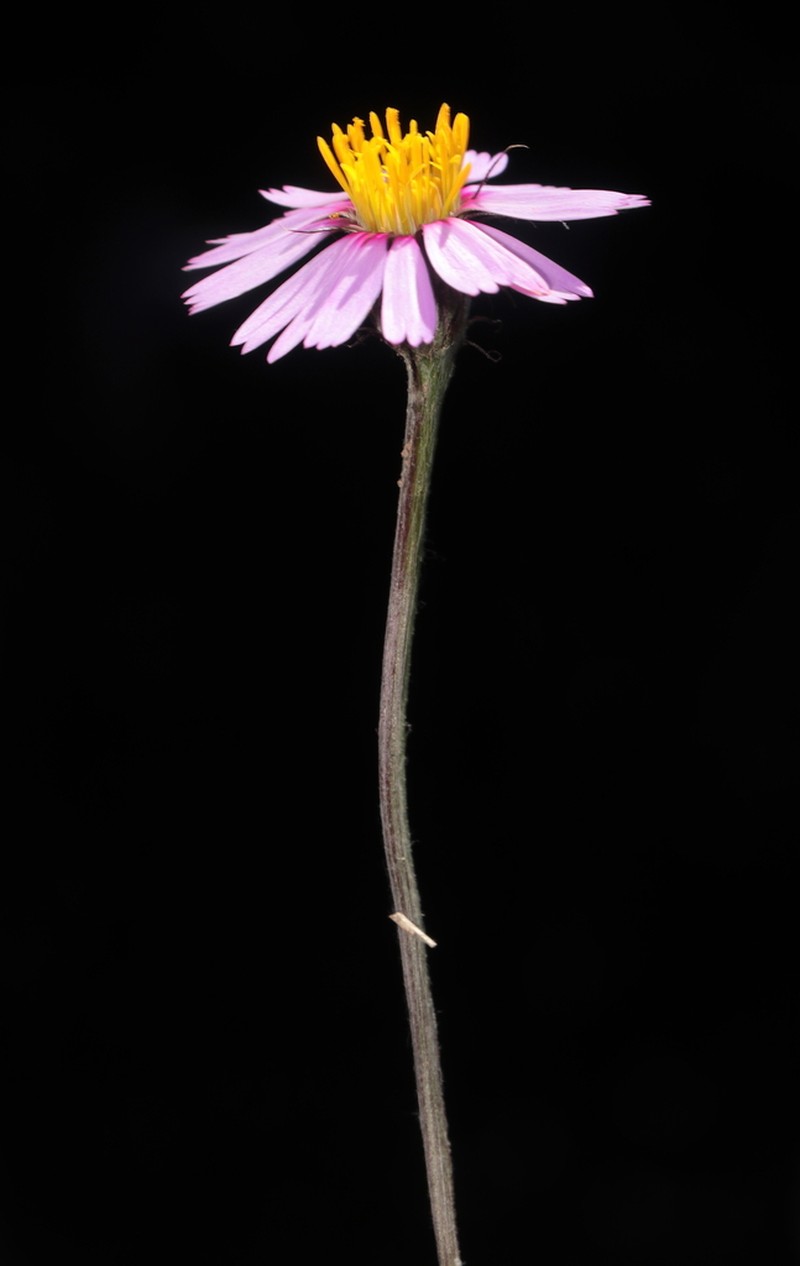 Onoseris annua photo 2