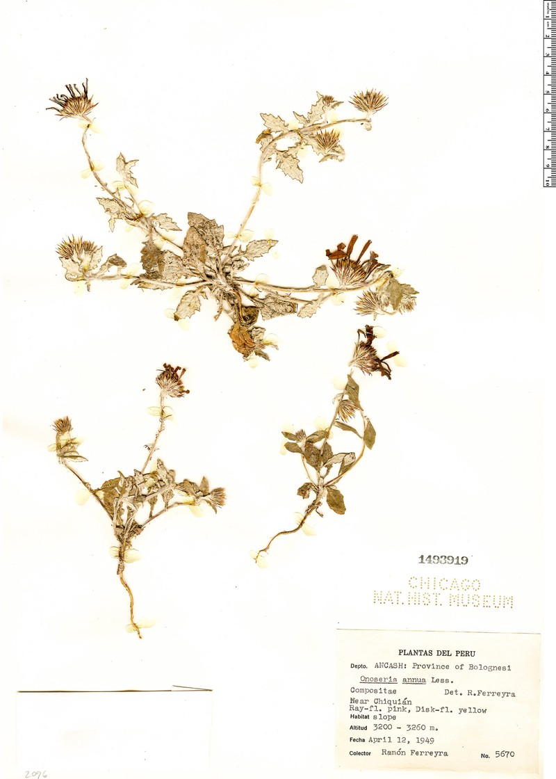 Onoseris annua photo 3
