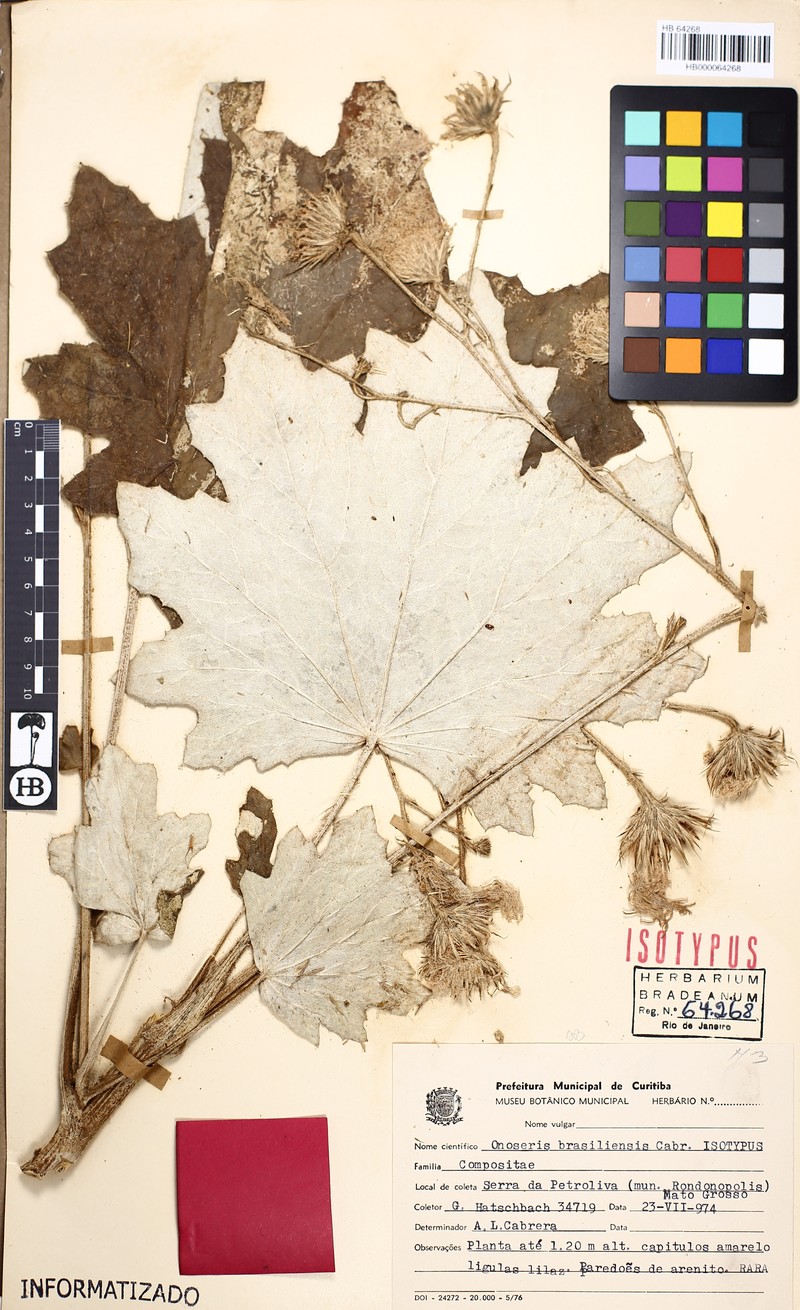 Onoseris brasiliensis