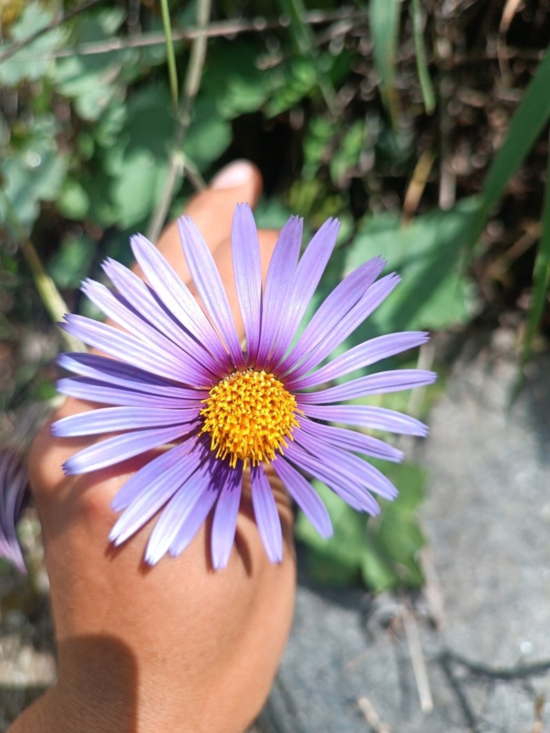 Onoseris cabrerae