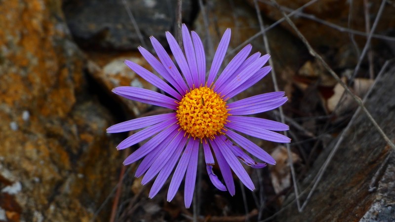 Onoseris cabrerae photo 2