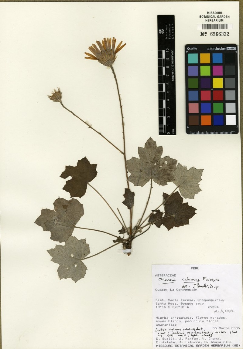 Onoseris cabrerae photo 4