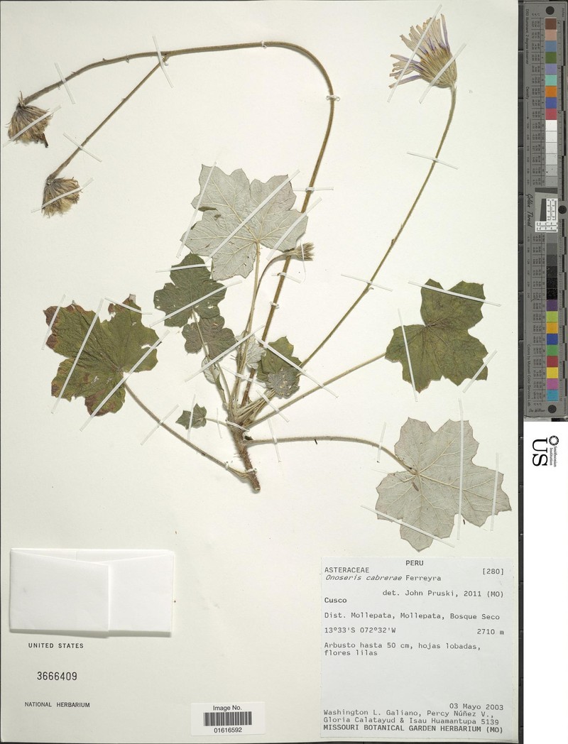 Onoseris cabrerae photo 5