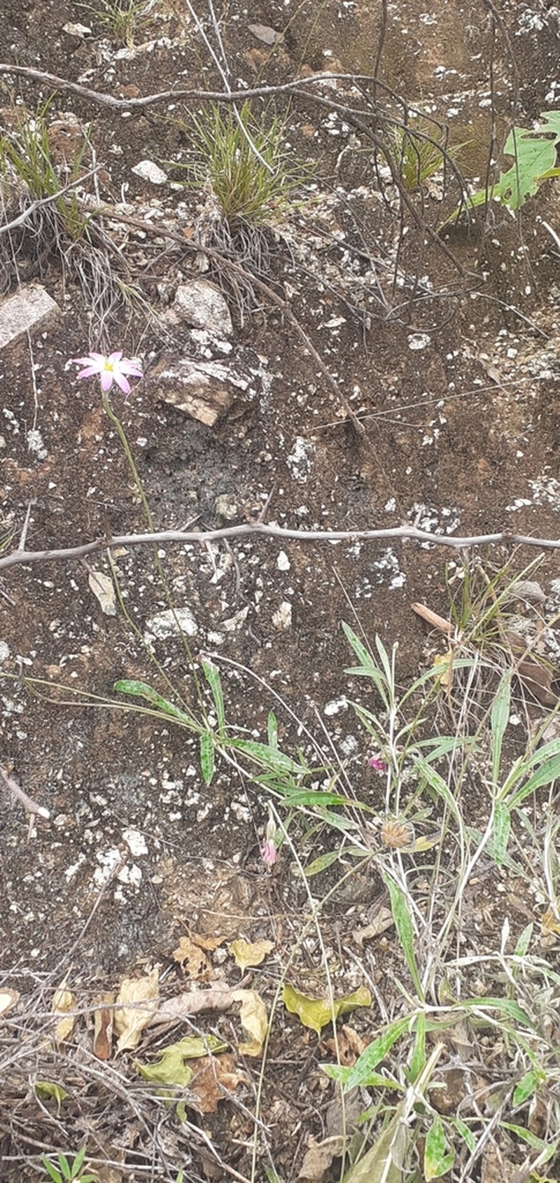 Onoseris chrysactinoides