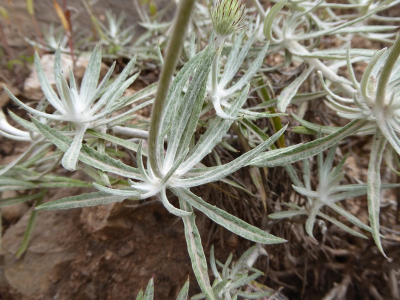 Onoseris chrysactinoides photo 2